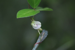 Vigna unguiculata subsp. unguiculata